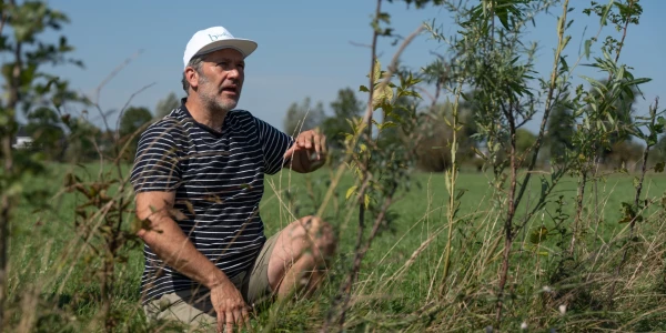 agroforestry